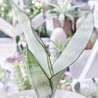 サンスベリア,サンスベリア・ムーンシャイン,観葉植物,株分け,キレイな葉っぱの画像