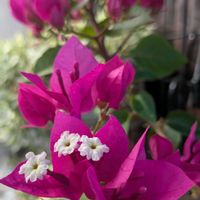 ブーゲンビリア,植物が好き,庭の画像