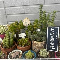 アロマティカス,千葉県,多肉女子,キュンキュン乙女倶楽部,GSミニモニ。の画像