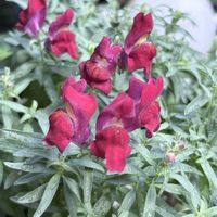 金魚草,ばら バラ 薔薇の画像