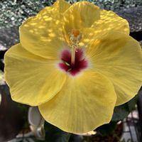 ハイビスカス,黄色の花,元気もらえる,GSの繋がりに感謝♡,花が友を呼ぶ♡♡の画像