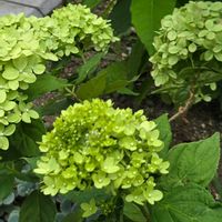 ノリウツギ,ノリウツギ グランデライムチーク,暑い夏,グリーンの花,穏やかな時間の画像
