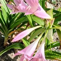 ベラドンナリリー,地植え,花のある暮らし,ありがとう❤️,来年も咲いてねの画像
