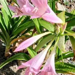 ベラドンナリリー,地植え,花のある暮らし,ありがとう❤️,来年も咲いてねの画像