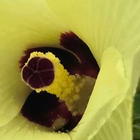 オクラ,オクラ,オクラの花,オクラの花,花５中の蕊達✨の画像