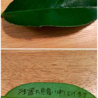 タイサンボク,タラヨウ,カクレミノ,マテバシイ,ヤブツバキの画像