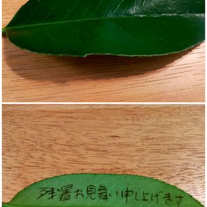 タイサンボク,タラヨウ,カクレミノ,マテバシイ,ヤブツバキの画像