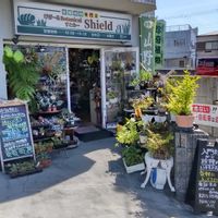 多肉植物,ウラボシ科,ビカクシダ属,食中植物,塊根の画像