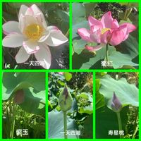ハス,蜀紅蓮,蓮　一天四海,蓮　一天四海,紫玉蓮の画像