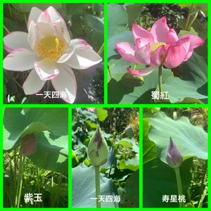ハス,蜀紅蓮,蓮　一天四海,蓮　一天四海,紫玉蓮の画像
