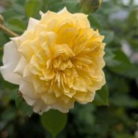 ザ・ピルグリム,ノリウツギ,花のある暮らし,ばら バラ 薔薇,おうち園芸の画像
