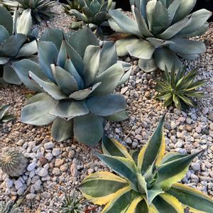アガベ,パリートランカータ,多肉植物,班入り,私の癒しの画像