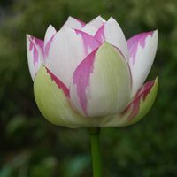 ハス,蓮　一天四海,蓮　一天四海,水生植物の画像