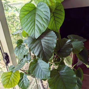 ウンベラータ,アルテシーマ,観葉植物,鉢植え,室内の画像