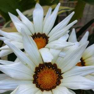 鉢植え,ガーデニング,植え込み,ラッキー,ゾロ目の画像