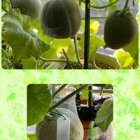 メロン,ベランダガーデニングの画像