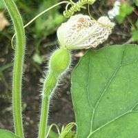 ヒョウタン,ヒョウタン,白い花,向島百花園,ウリ科の画像