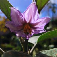 オクラ,ゴーヤ,トマト,ナス,ゴーヤの花の画像