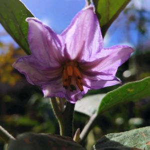 オクラ,ゴーヤ,トマト,ナス,ゴーヤの花の画像