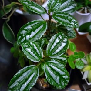 多肉植物,観葉植物,ベランダガーデン,癒し,リビング窓辺の画像