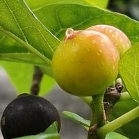 イチジク,イヌビワ,隠頭花序（いんとうかじょ）の画像