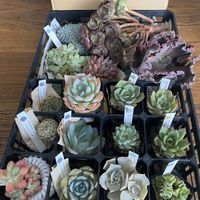 多肉女子,トロピカルガーデン福袋,多肉植物好き,しぞーか勢,ポジティ部 ♡の画像