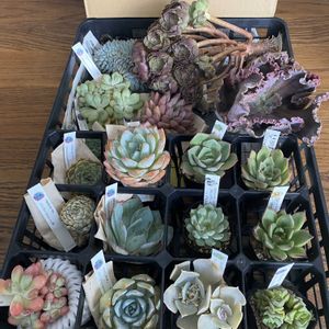多肉女子,トロピカルガーデン福袋,多肉植物好き,しぞーか勢,ポジティ部 ♡の画像