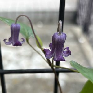 クレマチス,スーパートレニア・カタリーナブルーリバー,鉢植え,ガーデニング,青い花マニアの画像