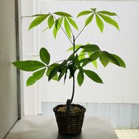 パキラ,観葉植物,100均,鉢植え,ベランダの画像