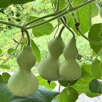ゴーヤ,ヘチマ,ヘビウリ,センナリヒョウタン,京都府立植物園の画像