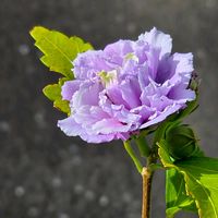 ルリマツリ,イングリッシュラベンダー,ムクゲ 紫玉,ムクゲ 紫玉,スーパートレニアカタリーナアイスリバーの画像