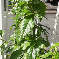デュランタ 宝塚,熊本地震お見舞い申し上げますの画像