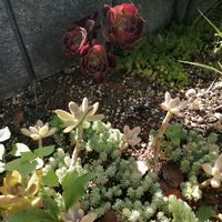 ハツユキカズラ,地植え,ガーデニング,多肉棚,多肉植物とサボテンの画像