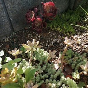 ハツユキカズラ,地植え,ガーデニング,多肉棚,多肉植物とサボテンの画像