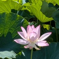 ハス,ハス,蓮の画像