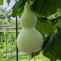 ヒョウタン,ヒョウタン,ヒョウタン,ヒョウタンの花,ヒョウタンの花の画像