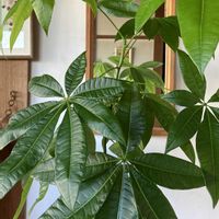 コキア,シロタエギク,パキラ,ハツユキソウ,花のある暮らしの画像