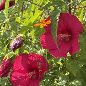 タイタンビカス,ガーデニング,花のある暮らし,ナチュラルスタイル,おうち園芸の画像