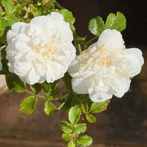 スノーシャワー,ガーデニング,花のある暮らし,ナチュラルスタイル,薔薇のある暮らし♡の画像