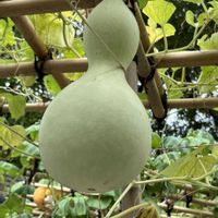 ヒョウタンの画像