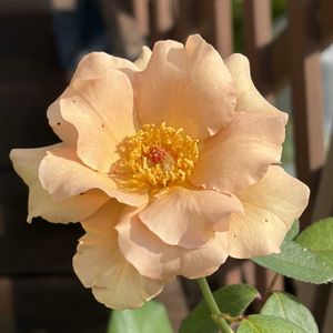 ジュリア,ガーデニング,花のある暮らし,ナチュラルスタイル,薔薇のある暮らし♡の画像