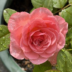 コモフォーエバー,ガーデニング,花のある暮らし,ナチュラルスタイル,薔薇のある暮らし♡の画像