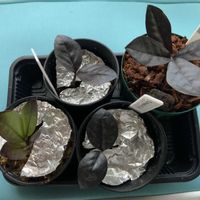ザミオクルカス,レイヴン,葉挿し,成長記録の画像