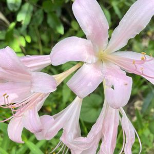 小さな庭,その他エクステリアの画像