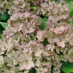 紫陽花,地植え,我が家の庭,かわいい花の画像