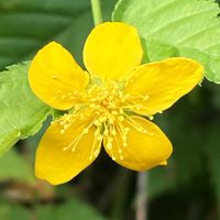 ヤマブキ,ヤマブキ,公園,花壇,ガーデニングの画像