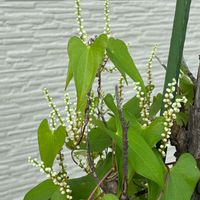 ヤマノイモ,ヤマノイモ,花壇,雑草,つる性植物の画像
