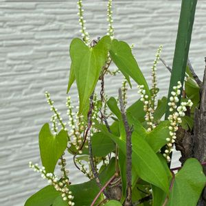 ヤマノイモ,ヤマノイモ,花壇,雑草,つる性植物の画像