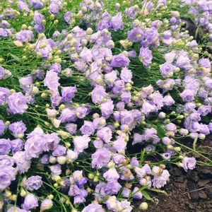 カンパニュラ・ブルーワンダー,花壇,多年草,北海道,夏の画像