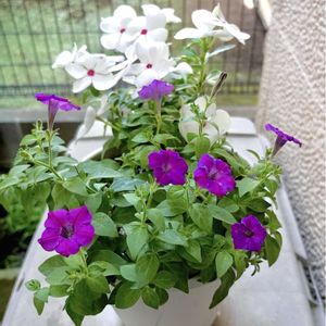 ニチニチソウ,ペチュニア,寄せ植え,白い花,花のある暮らしの画像
